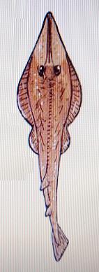 Razze del pliocene piemontese 1: Rhinobatos sp.